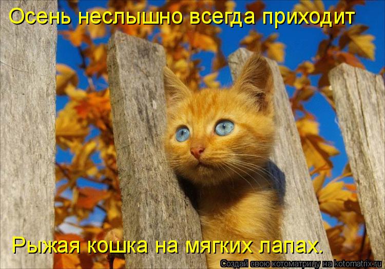 Осень неслышно всегда приходит Рыжая кошка на мягких лапах.... Котоматрица: Осень неслышно всегда приходит Рыжая кошка на мягких лапах.