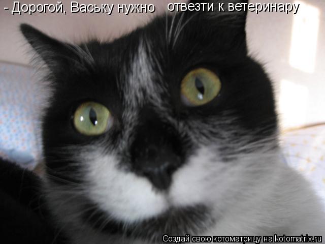 - Дорогой, Ваську нужно отвезти к ветеринару... Котоматрица: - Дорогой, Ваську нужно отвезти к ветеринару