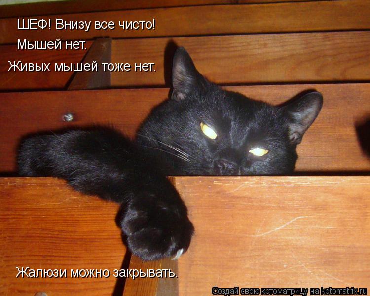 ШЕФ! Внизу все чисто! Мышей нет. Живых мышей тоже нет. Жалюзи можно закрывать.... Котоматрица: ШЕФ! Внизу все чисто! Мышей нет. Живых мышей тоже нет. Жалюзи можно закрывать.