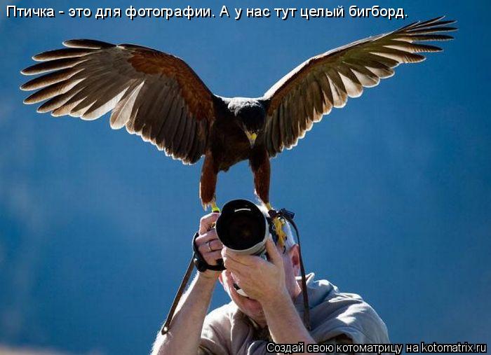 Котоматрица: Птичка - это для фотографии. А у нас тут целый бигборд.