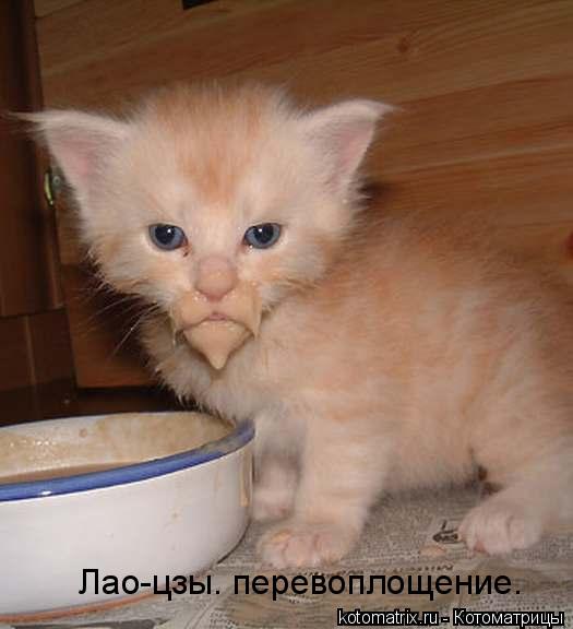 Лао-цзы. перевоплощение.... Котоматрица: Лао-цзы. перевоплощение.