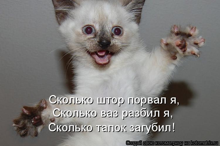 Котоматрица: Сколько штор порвал я, Сколько ваз разбил я, Сколько тапок загубил!