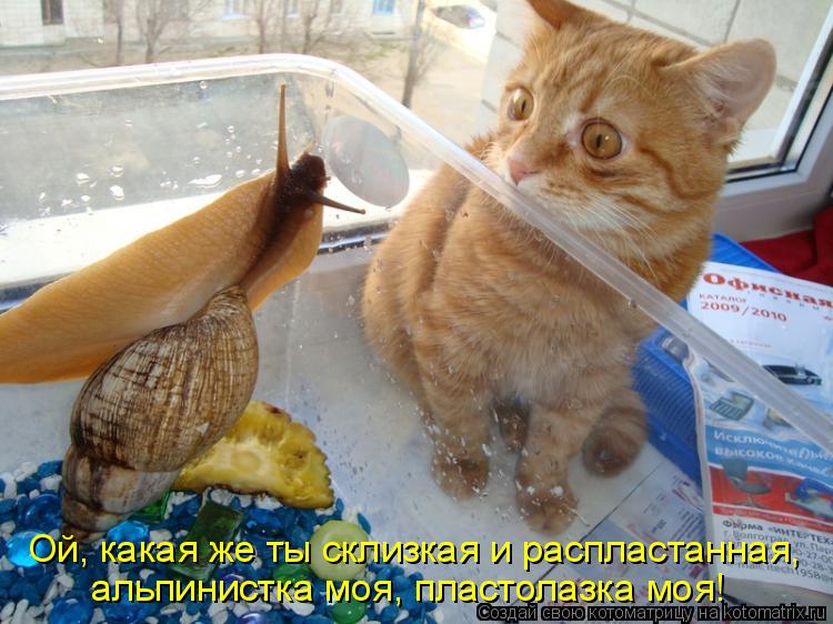 Котоматрица: Ой, какая же ты склизкая и распластанная, альпинистка моя, пластолазка моя!