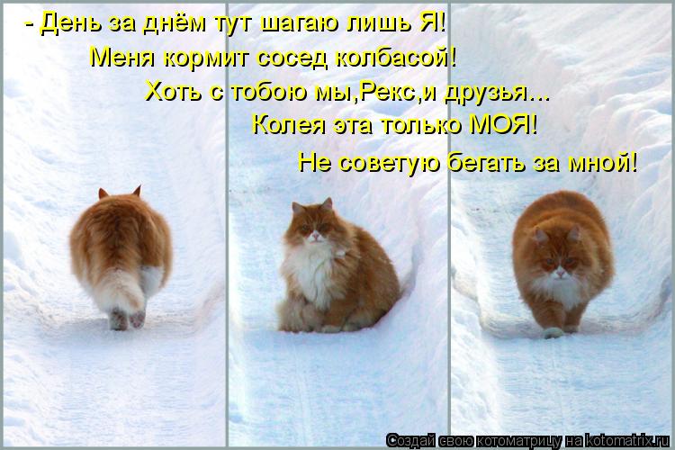 Котоматрица: - День за днём тут шагаю лишь Я! Меня кормит сосед колбасой! Хоть с тобою мы,Рекс,и друзья... Колея эта только МОЯ! Не советую бегать за мной!