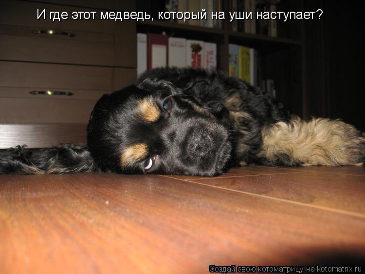 Котоматрица: И где этот медведь, который на уши наступает?