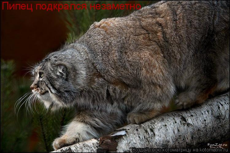 Котоматрица: Пипец подкрался незаметно