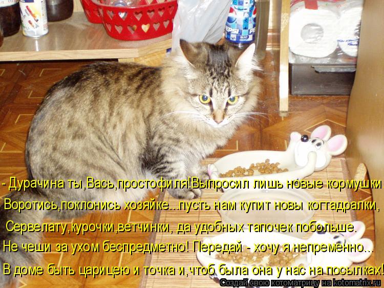 Котоматрица: Воротись,поклонись хозяйке...пусть нам купит новы когтадралки, - Дурачина ты,Вась,простофиля!Выпросил лишь новые кормушки. Сервелату,курочк