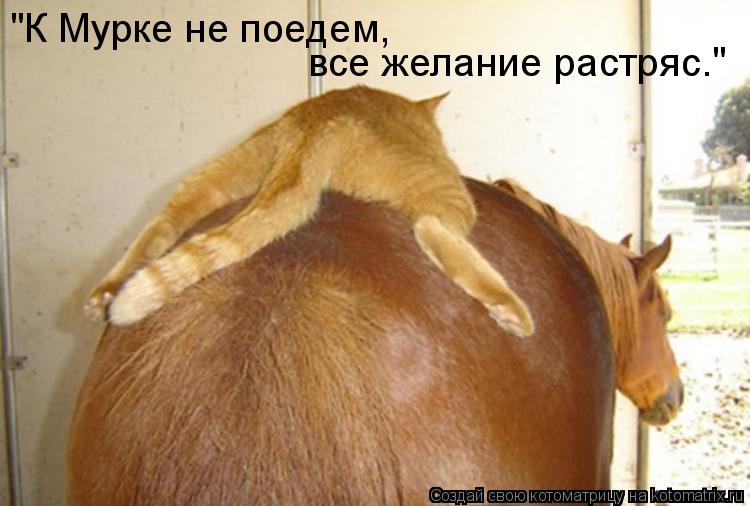 Котоматрица: "К Мурке не поедем, все желание растряс."
