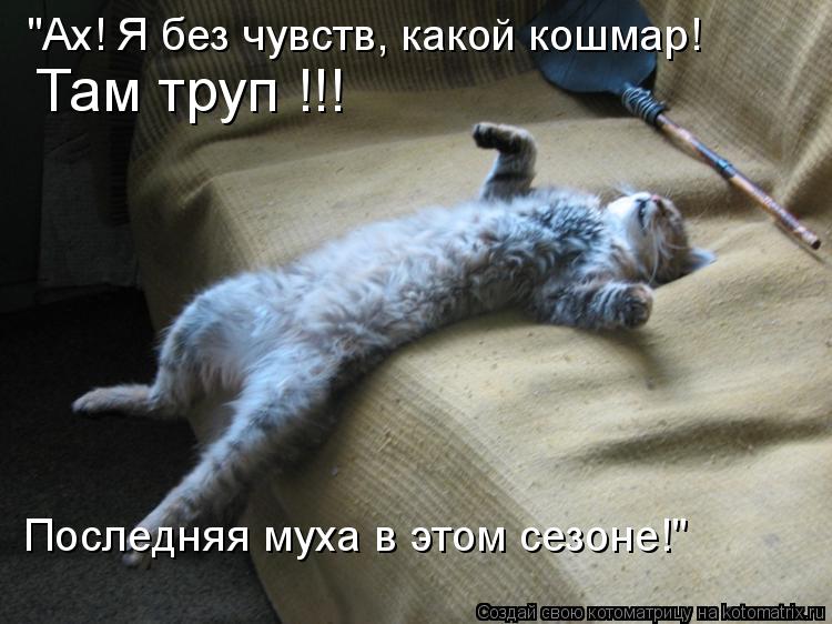Котоматрица: "Ах! Я без чувств, какой кошмар! Там труп !!!  Последняя муха в этом сезоне!"
