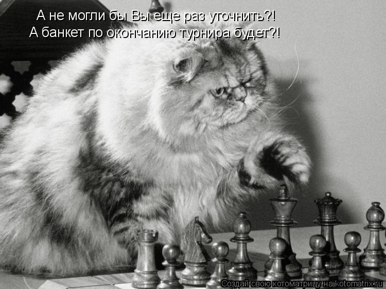 Котоматрица: А не могли бы Вы еще раз уточнить?! А банкет по окончанию турнира будет?!