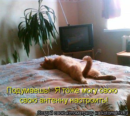 Подумаешь! Я тоже могу свою свою антенну настроить!... Котоматрица: Подумаешь! Я тоже могу свою свою антенну настроить!