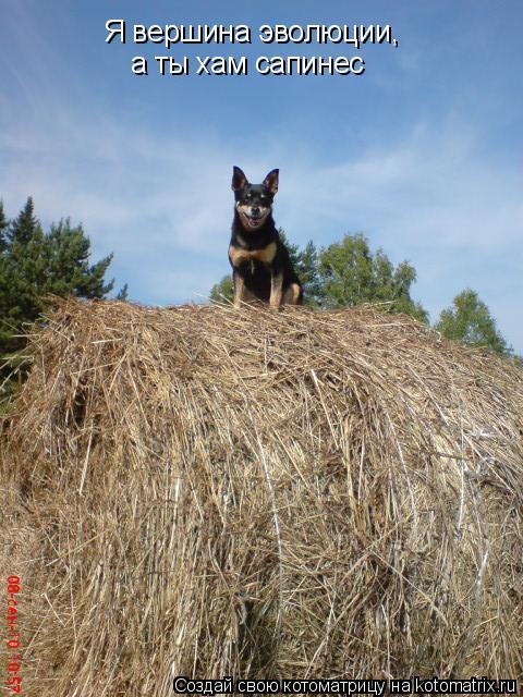 Котоматрица: Я вершина эволюции, а ты хам сапинес