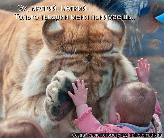 Эх, мелкий, мелкий.... Только ты один меня понимаешь....... Котоматрица: Эх, мелкий, мелкий.... Только ты один меня понимаешь....