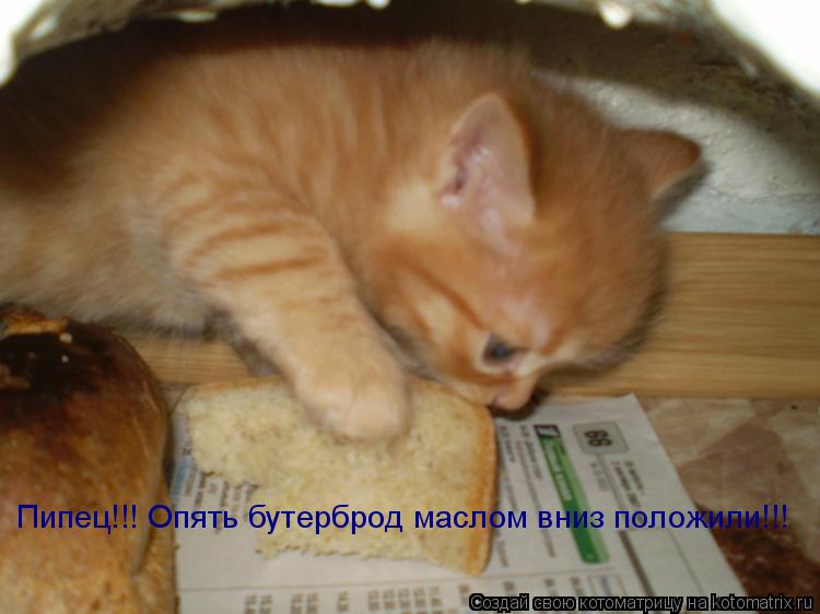 Пипец!!! Опять бутерброд маслом вниз положили!!!... Котоматрица: Пипец!!! Опять бутерброд маслом вниз положили!!!