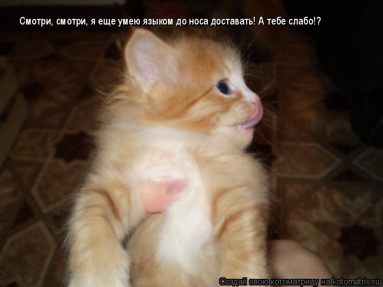 Смотри, смотри, я еще умею языком до носа доставать! А тебе слабо!?... Котоматрица: Смотри, смотри, я еще умею языком до носа доставать! А тебе слабо!?