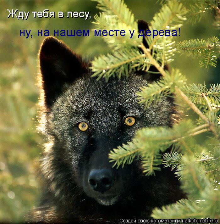 Жду тебя в лесу, ну, на нашем месте у дерева!... Котоматрица: Жду тебя в лесу, ну, на нашем месте у дерева!