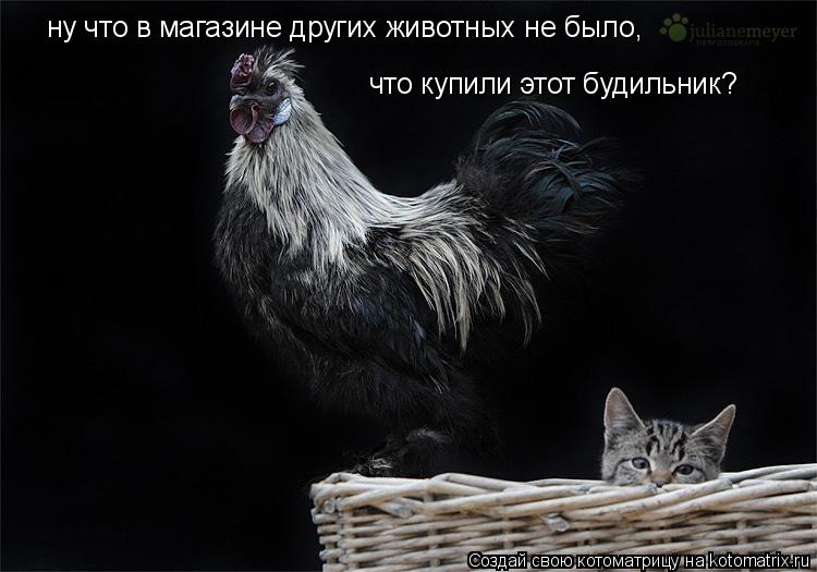 Котоматрица: ну что в магазине других животных не было,  что купили этот будильник?