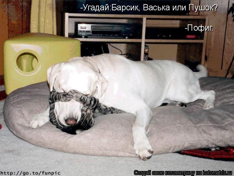 Котоматрица: -Угадай:Барсик, Васька или Пушок?  -Пофиг.