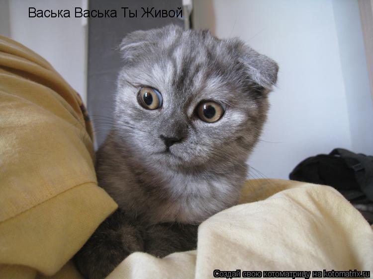 Васька Васька Ты Живой... Котоматрица: Васька Васька Ты Живой