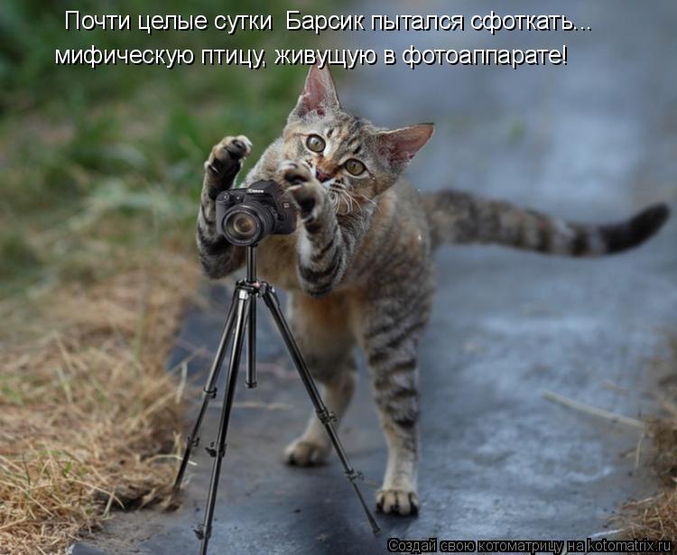 Почти целые сутки Барсик пытался сфоткать... мифическую птицу, живущую в фотоаппарате!... Котоматрица: Почти целые сутки Барсик пытался сфоткать... мифическую птицу, живущую в фотоаппарате!