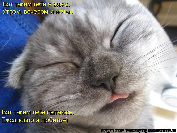 Котоматрица: Вот таким тебя я вижу... Утром, вечером и ночью... Вот таким тебя пытаюсь... Ежедневно я любить=)