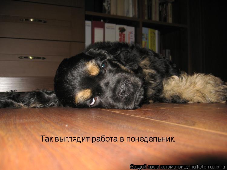 Котоматрица: Так выглядит работа в понедельник.