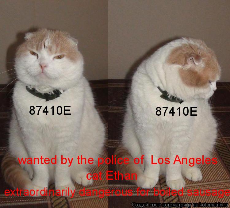 Котоматрица: 87410E 87410E wanted by the police of  Los Angeles cat Ethan extraordinarily dangerous for boiled sausage