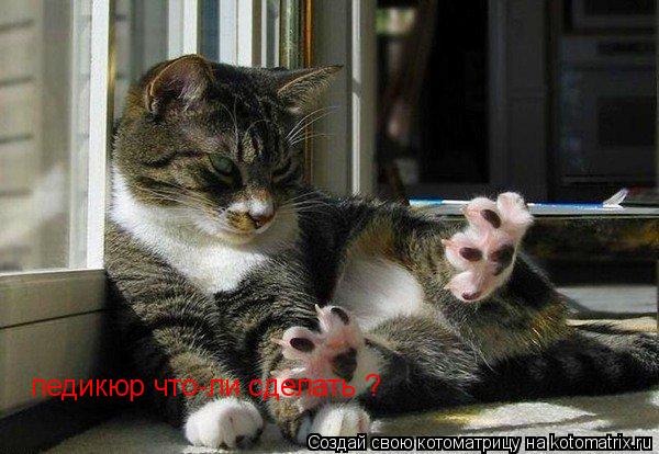 Котоматрица: педикюр что-ли сделать ?