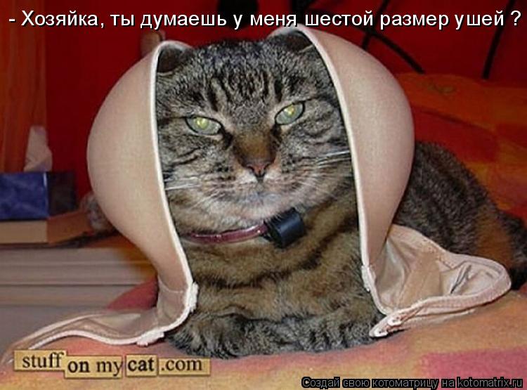 - Хозяйка, ты думаешь у меня шестой размер ушей ?... Котоматрица: - Хозяйка, ты думаешь у меня шестой размер ушей ?