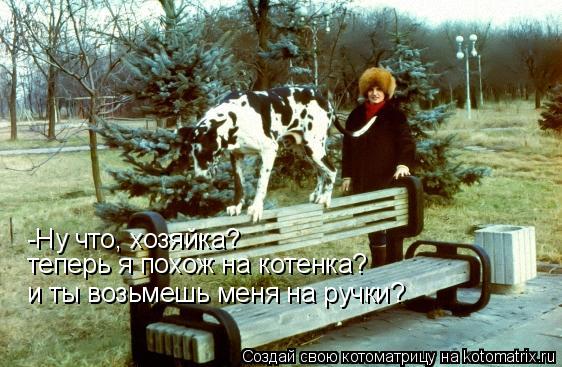 Котоматрица: -Ну что, хозяйка?  теперь я похож на котенка? и ты возьмешь меня на ручки?