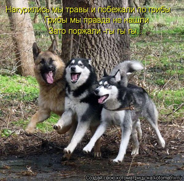 Котоматрица: Накурились мы травы и побежали по грибы Грибы мы правда не нашли Зато поржали -гы гы гы...