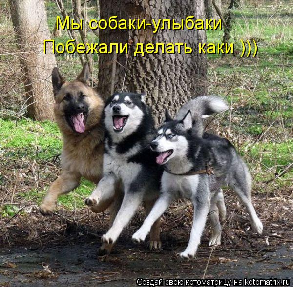 Котоматрица: Мы собаки-улыбаки Побежали делать каки )))