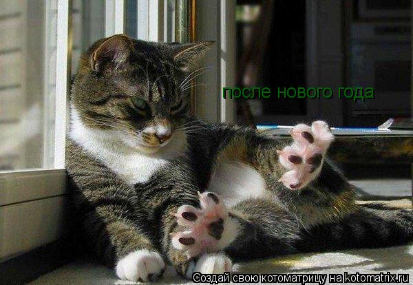 Котоматрица: после нового года