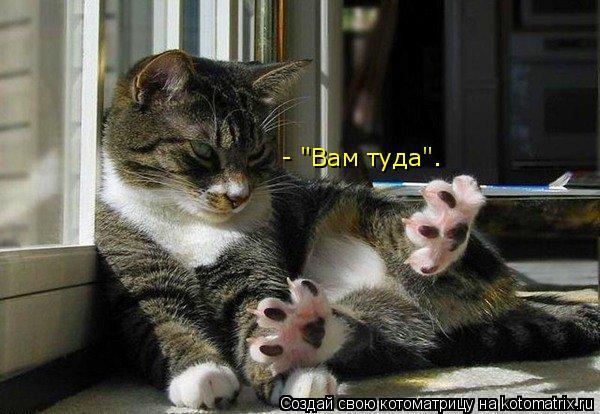 Котоматрица: - "Вам туда".