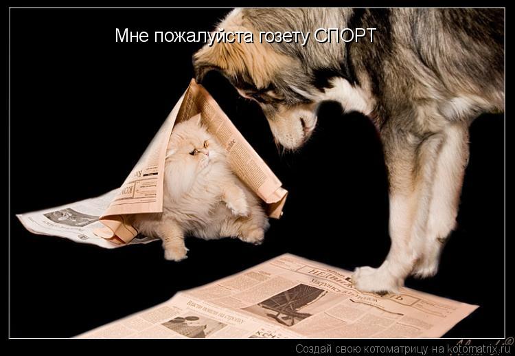 Котоматрица: Мне пожалуйста гозету СПОРТ