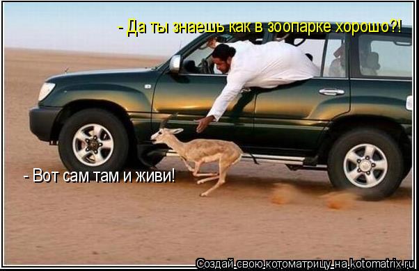 Котоматрица: - Да ты знаешь как в зоопарке хорошо?! - Вот сам там и живи!