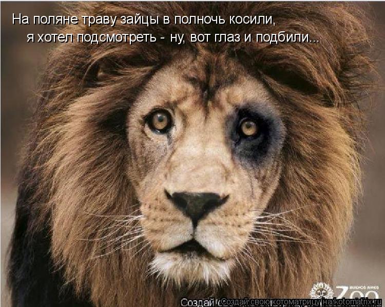Котоматрица: На поляне траву зайцы в полночь косили, я хотел подсмотреть - ну, вот глаз и подбили...