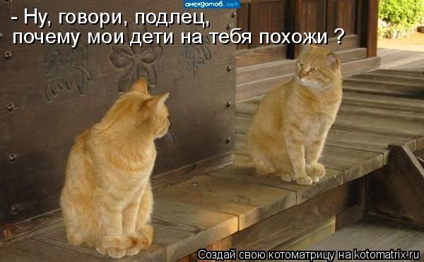 - Ну, говори, подлец, почему мои дети на тебя похожи ?... Котоматрица: - Ну, говори, подлец, почему мои дети на тебя похожи ?