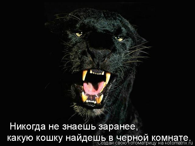 Котоматрица: какую кошку найдешь в черной комнате. Никогда не знаешь заранее,