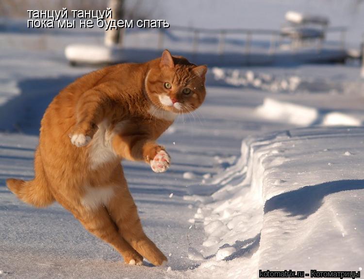 Котоматрица: танцуй танцуй пока мы не будем спать