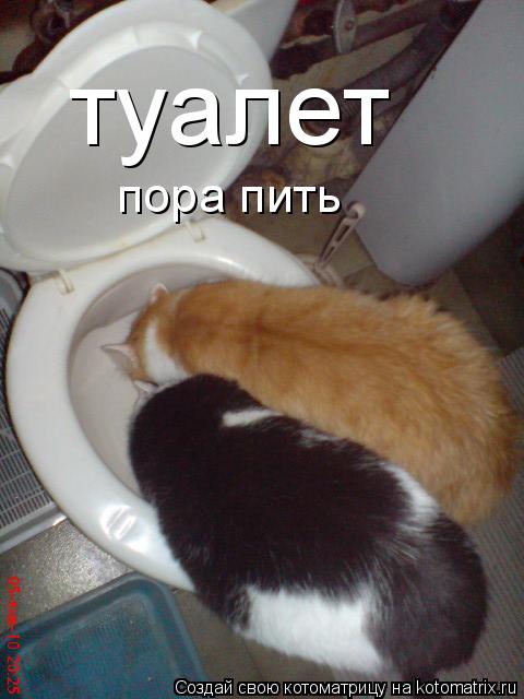 Котоматрица: туалет пора пить