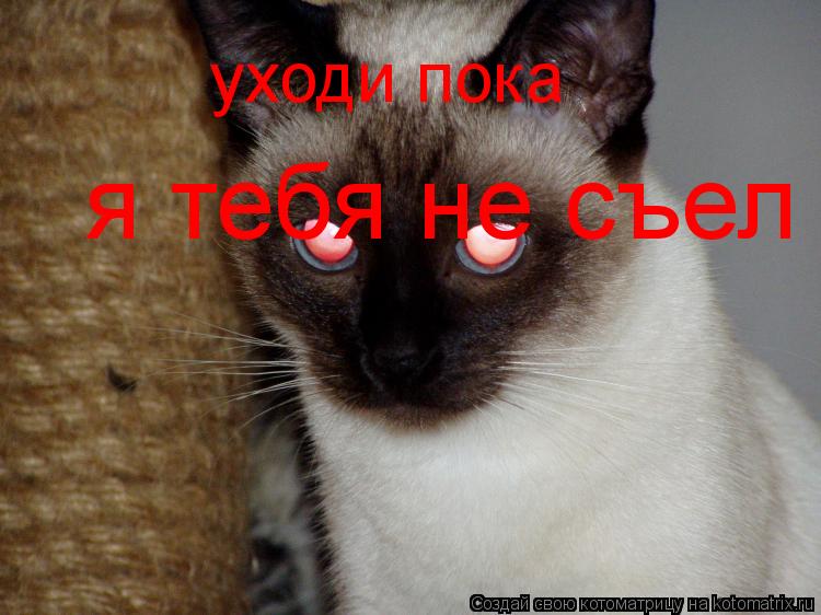 Котоматрица: я тебя не съел уходи пока
