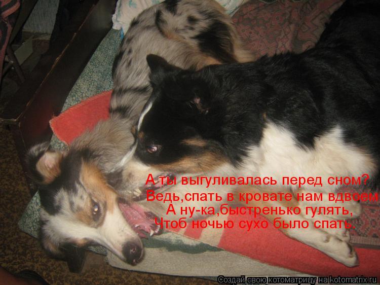Котоматрица: А ты выгуливалась перед сном? Ведь,спать в кровате нам вдвоем. А ну-ка,быстренько гулять, Чтоб ночью сухо было спать.