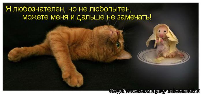 Котоматрица: Я любознателен, но не любопытен, можете меня и дальше не замечать!