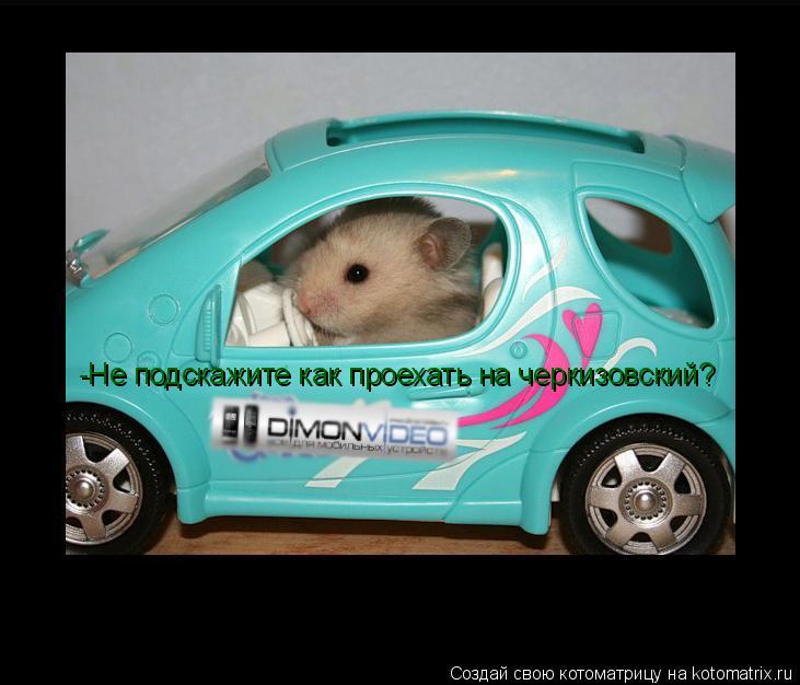 Котоматрица: -Не подскажите как проехать на черкизовский?