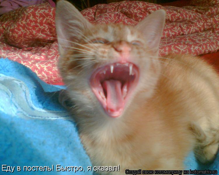 Котоматрица: Еду в постель! Быстро, я сказал!