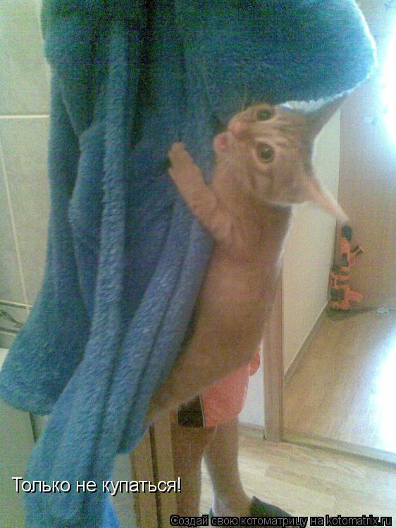 Котоматрица: Только не купаться!