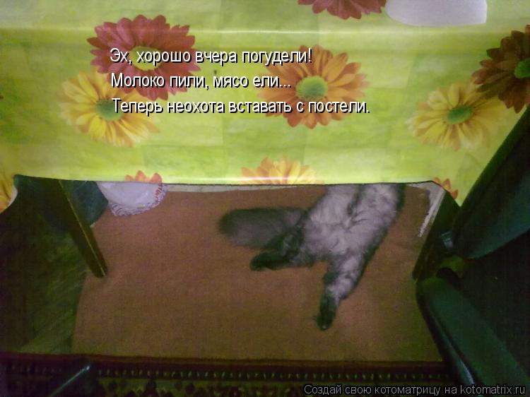 Котоматрица: Эх, хорошо вчера погудели! Молоко пили, мясо ели... Теперь неохота вставать с постели.