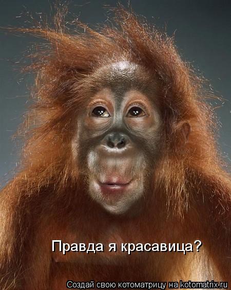 Котоматрица: Правда я красавица?