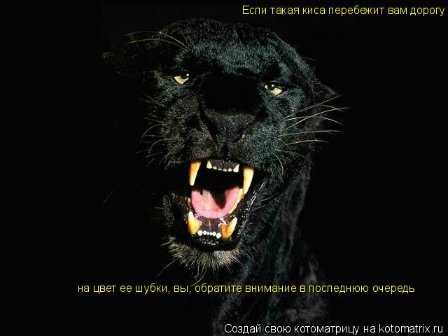 Котоматрица: Если такая киса перебежит вам дорогу на цвет ее шубки, вы, обратите внимание в последнюю очередь